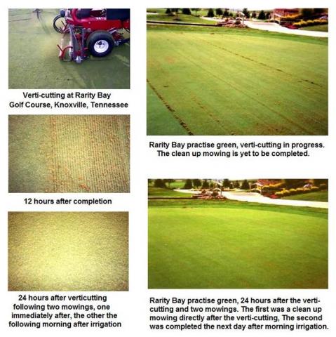 How long does a golf green to recover from Verticutting? | Wood Bay Turf Technologies